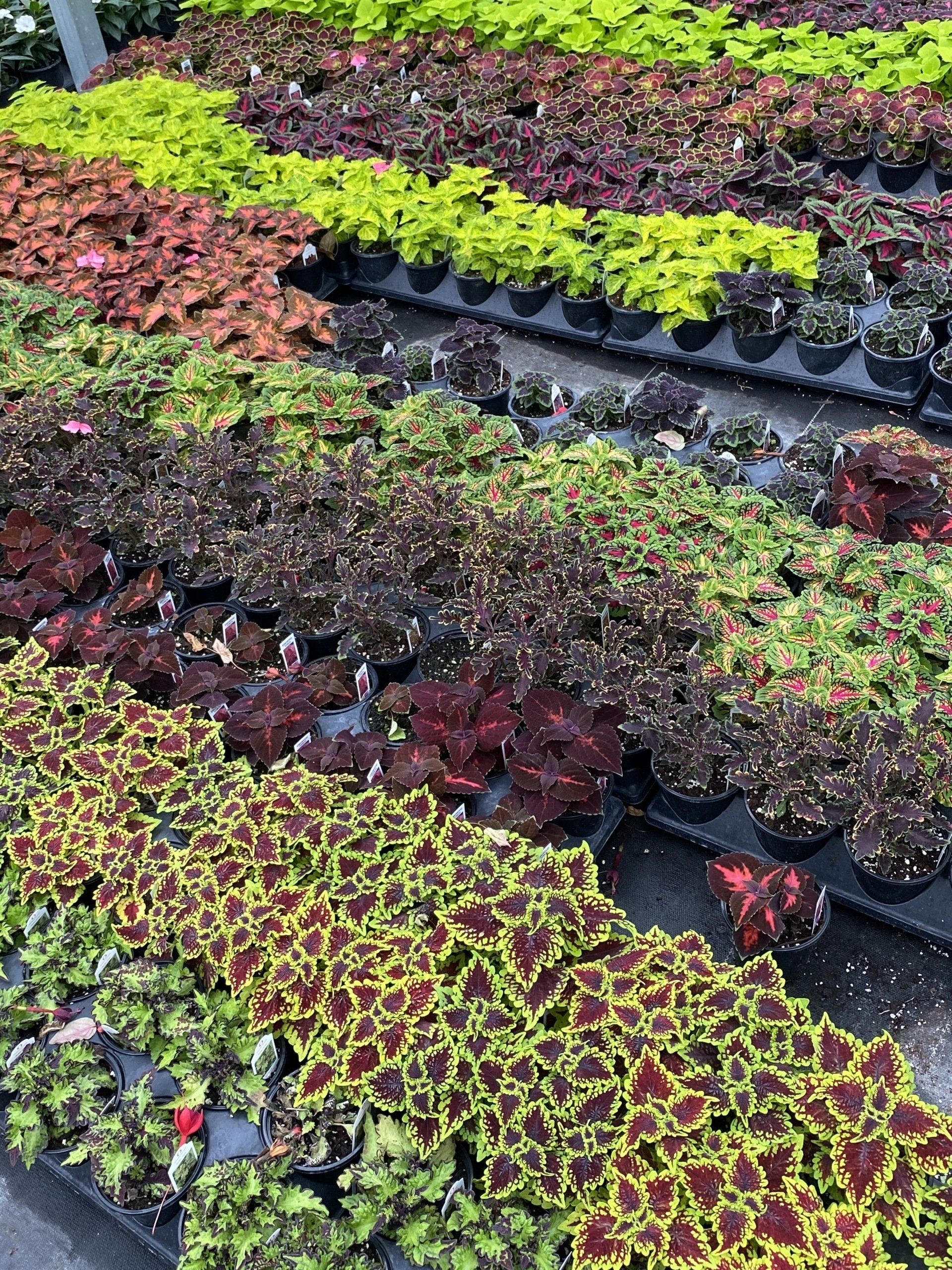 Spring Accent Plants / Flowering Annuals