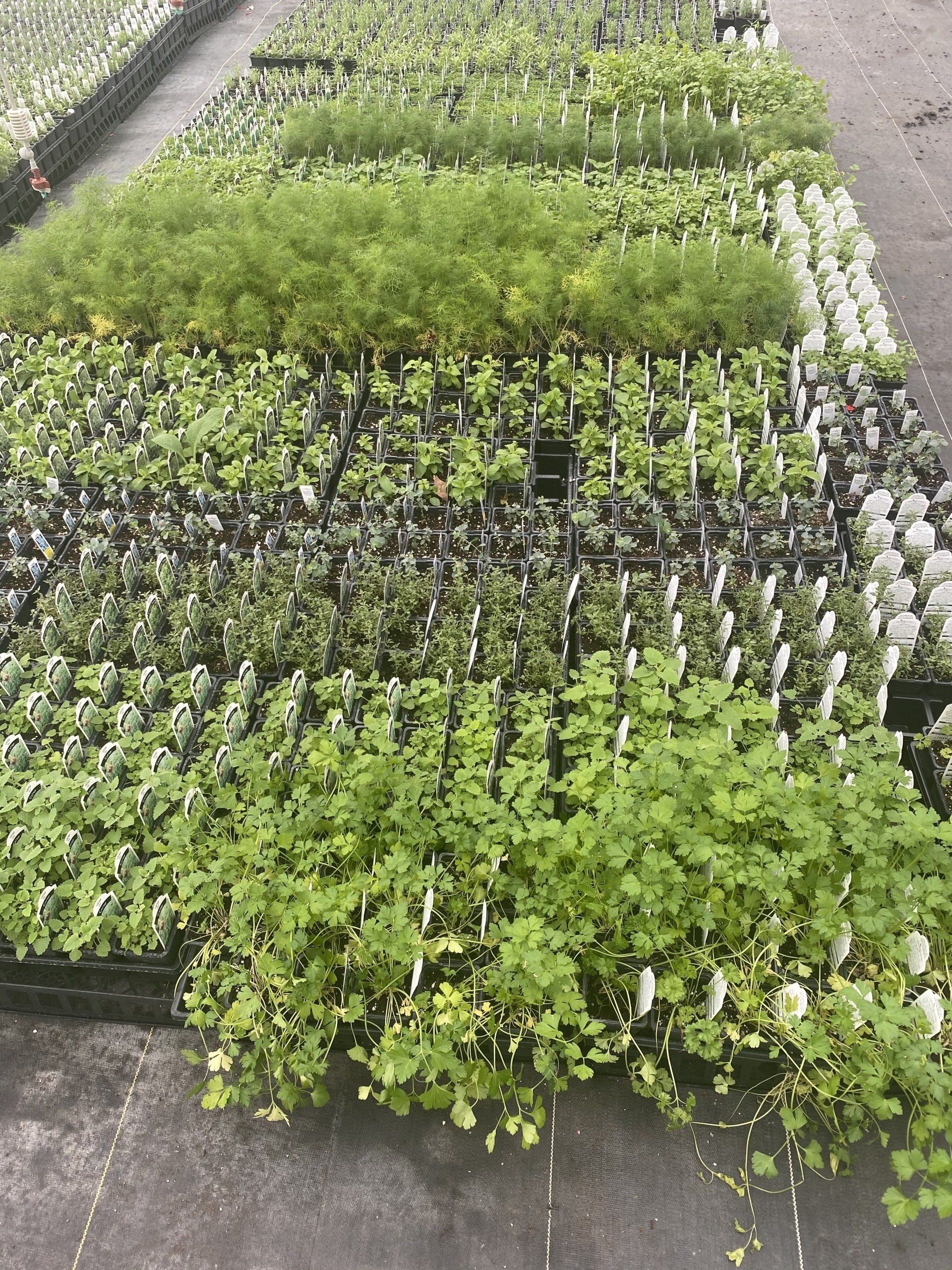 HERBS AND VEGETABLES