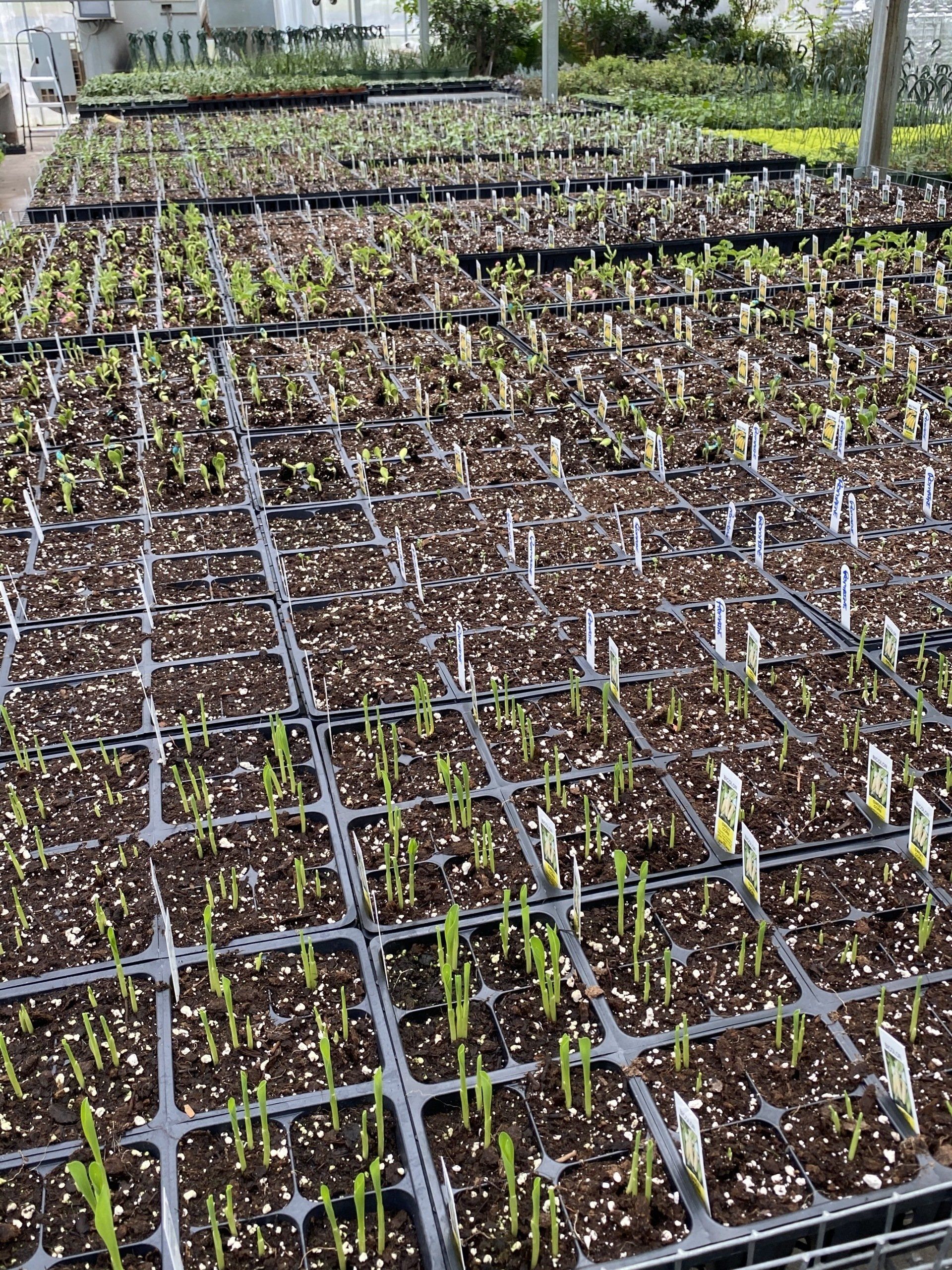 HERBS AND VEGETABLES