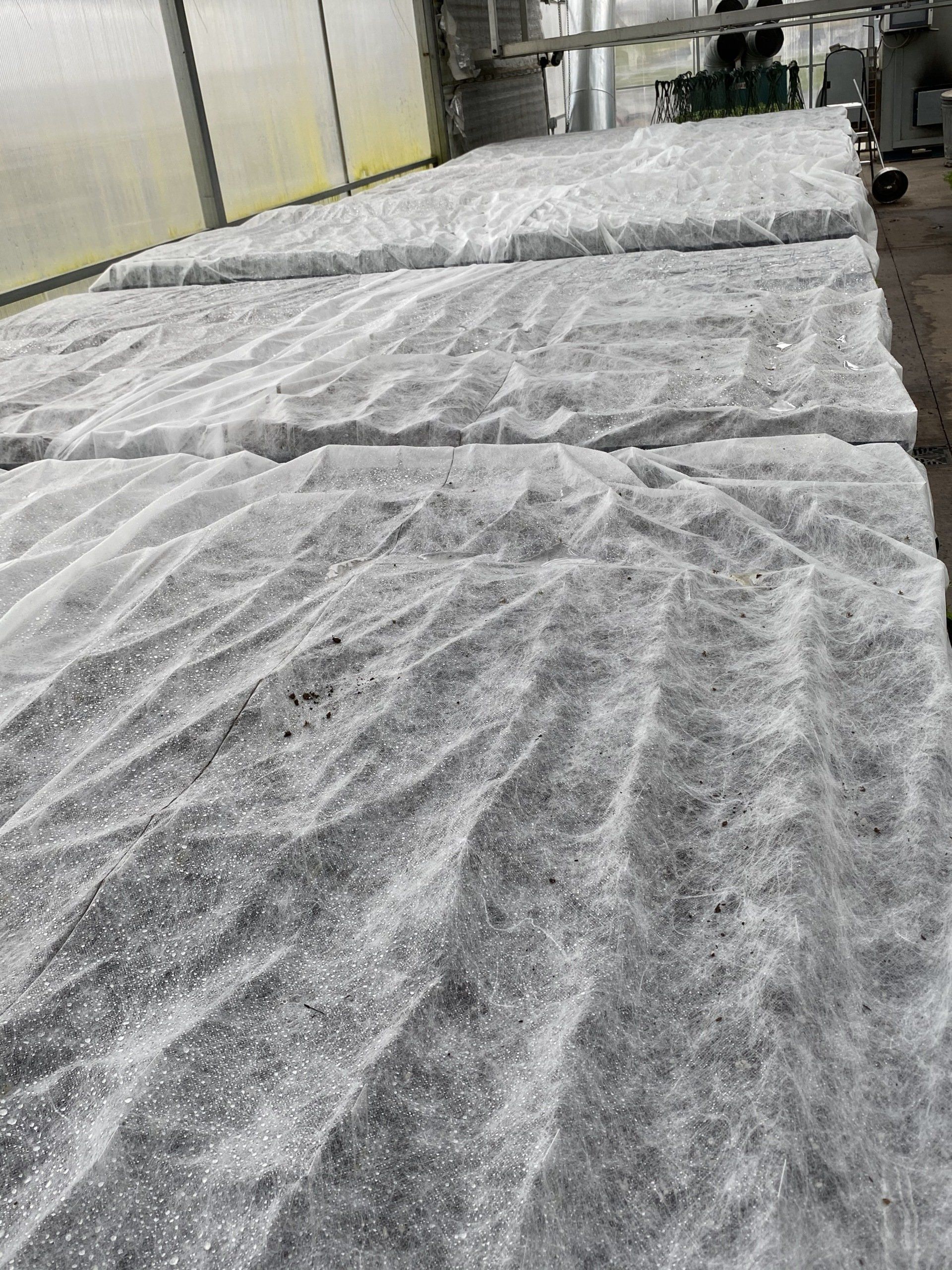 HERBS AND VEGETABLES