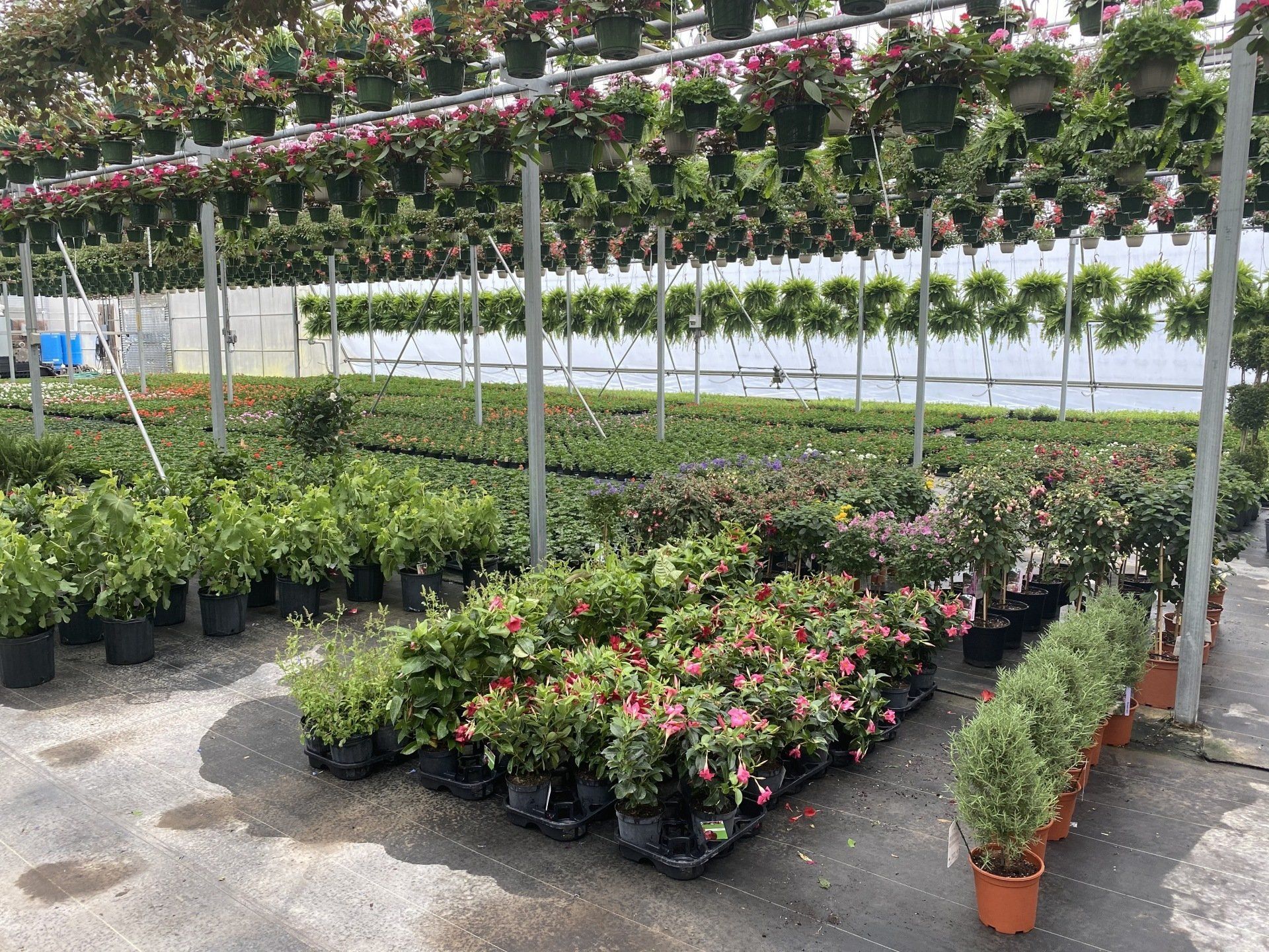 Tropical Plants CNY I Spring Tropical Plants Flowers CNY I Pontos