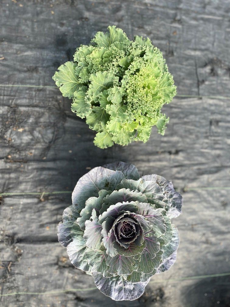 ORNAMENTALS PONTOS GREENHOUSES