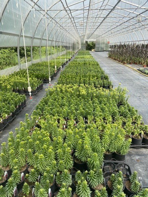PERENNIALS PONTOS GREENHOUSES