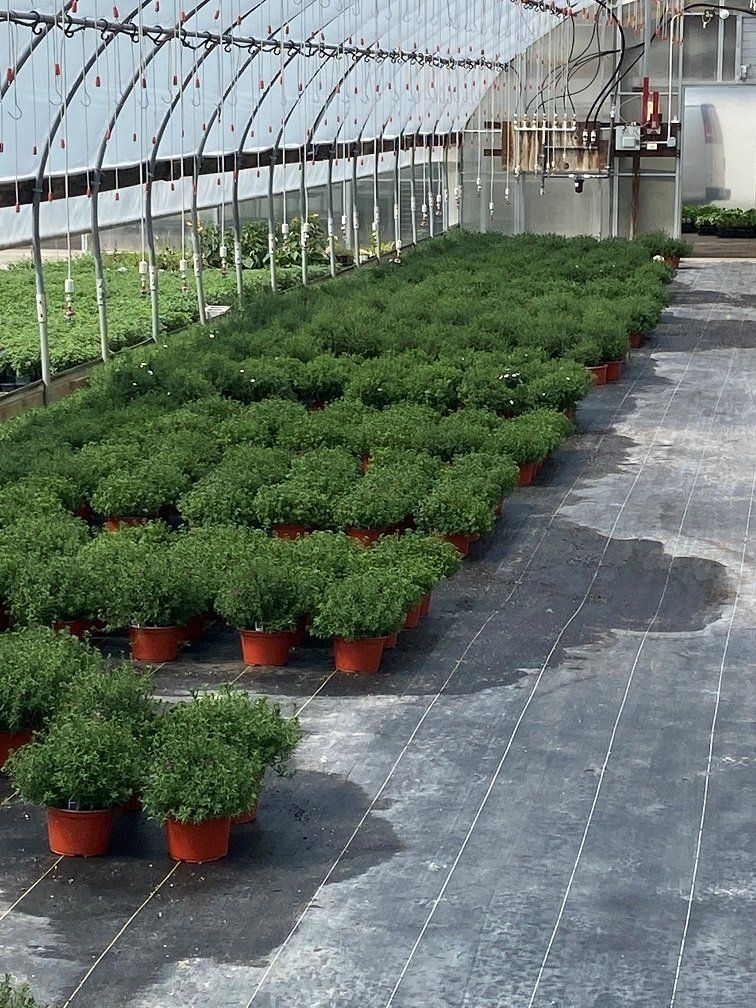 Perennials