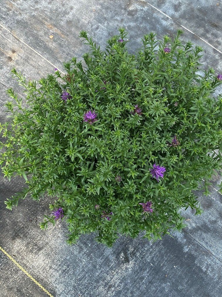 PERENNIALS PONTOS GREENHOUSES