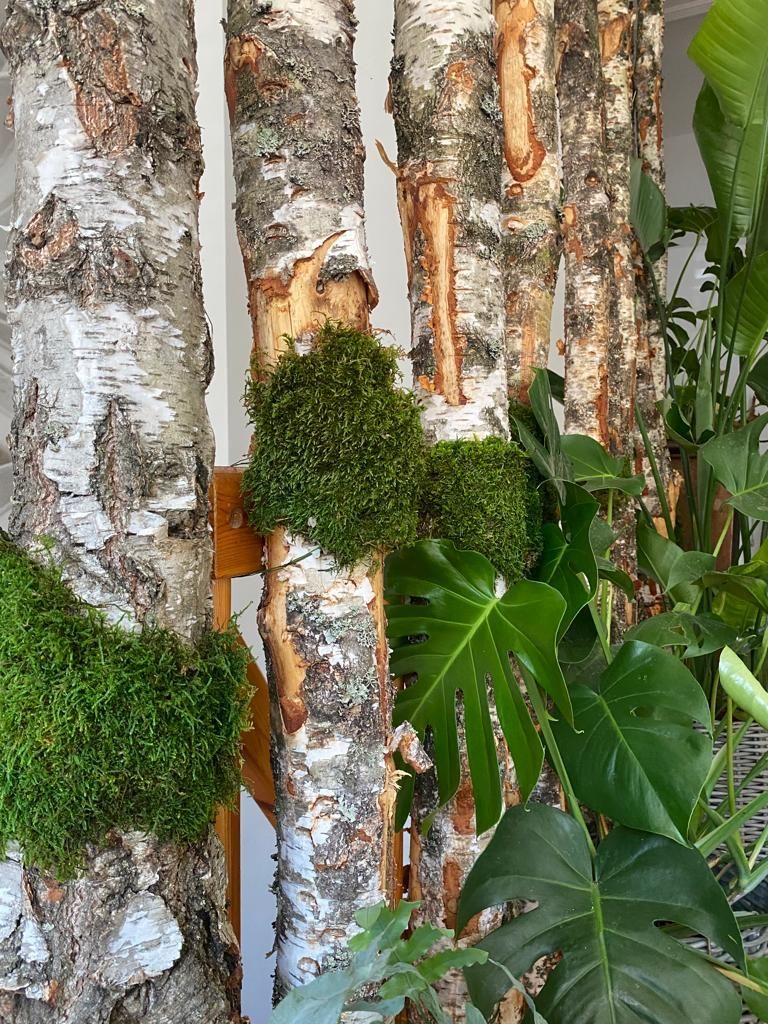 Eine Gruppe von Birken, auf denen Moos wächst.