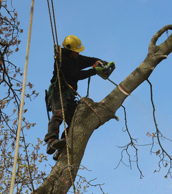 Arborist in yellow helmet and harness trims a tree branch with a chainsaw against a blue sky
