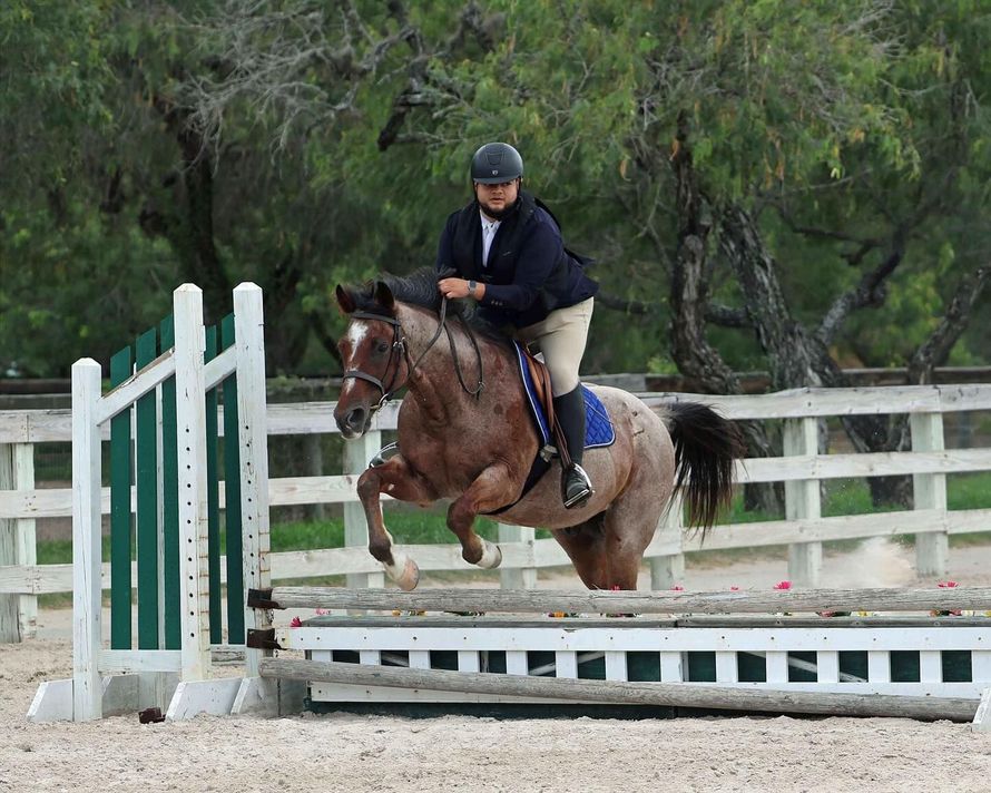Horse and rider jumping over a white and green fence outdoors. The horse is dappled, and the rider wears a dark jacket.