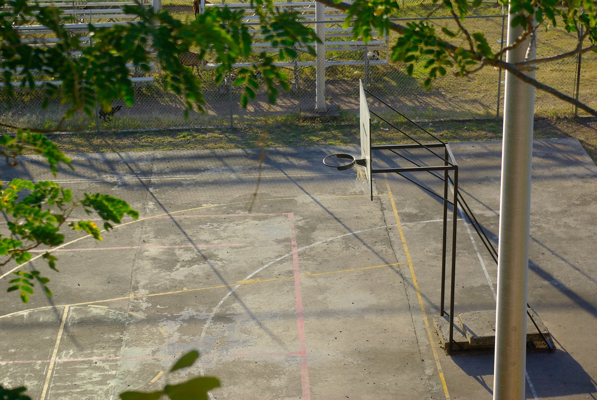 Basketball hoop on an outdoor court with tree branches in the foreground, creating shadows on the concrete surface.
