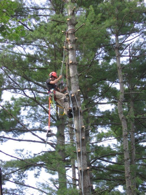 Tree Removal services 15