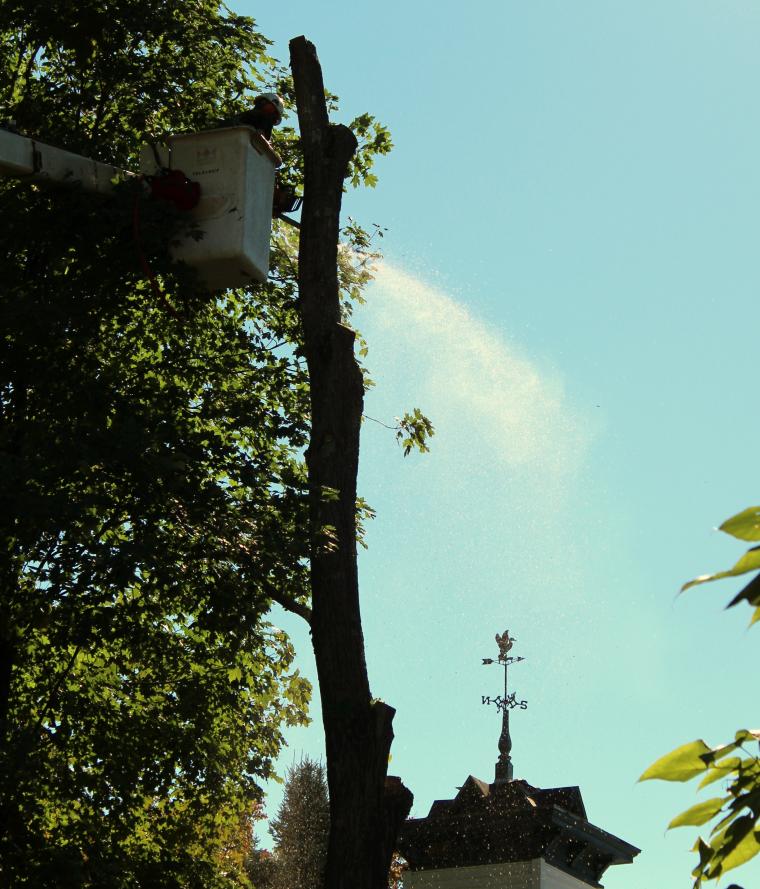 Tree Removal services 17