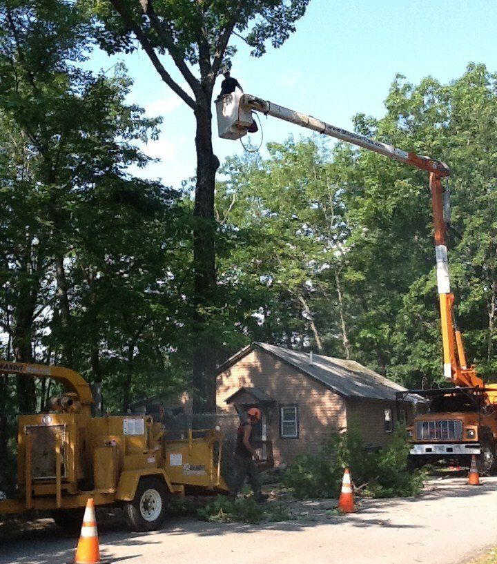 Tree Removal services 25