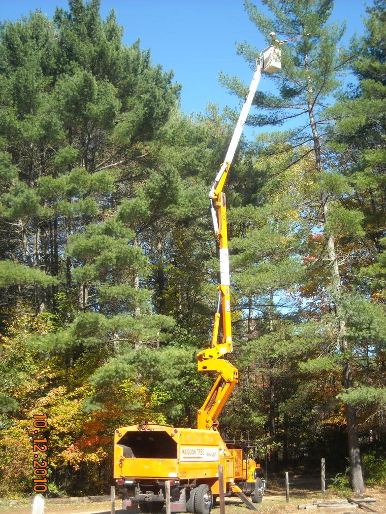 Tree Removal services 3