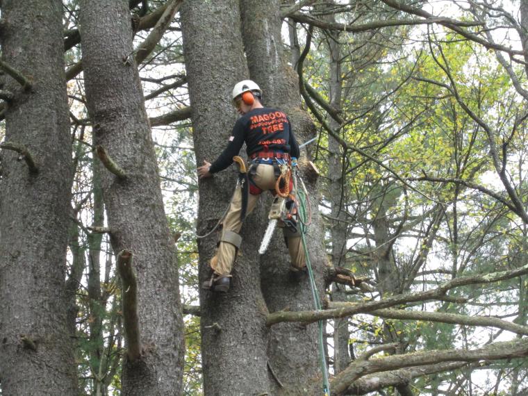 tree cutting  1