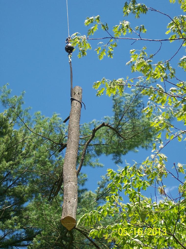 Tree Removal services 33