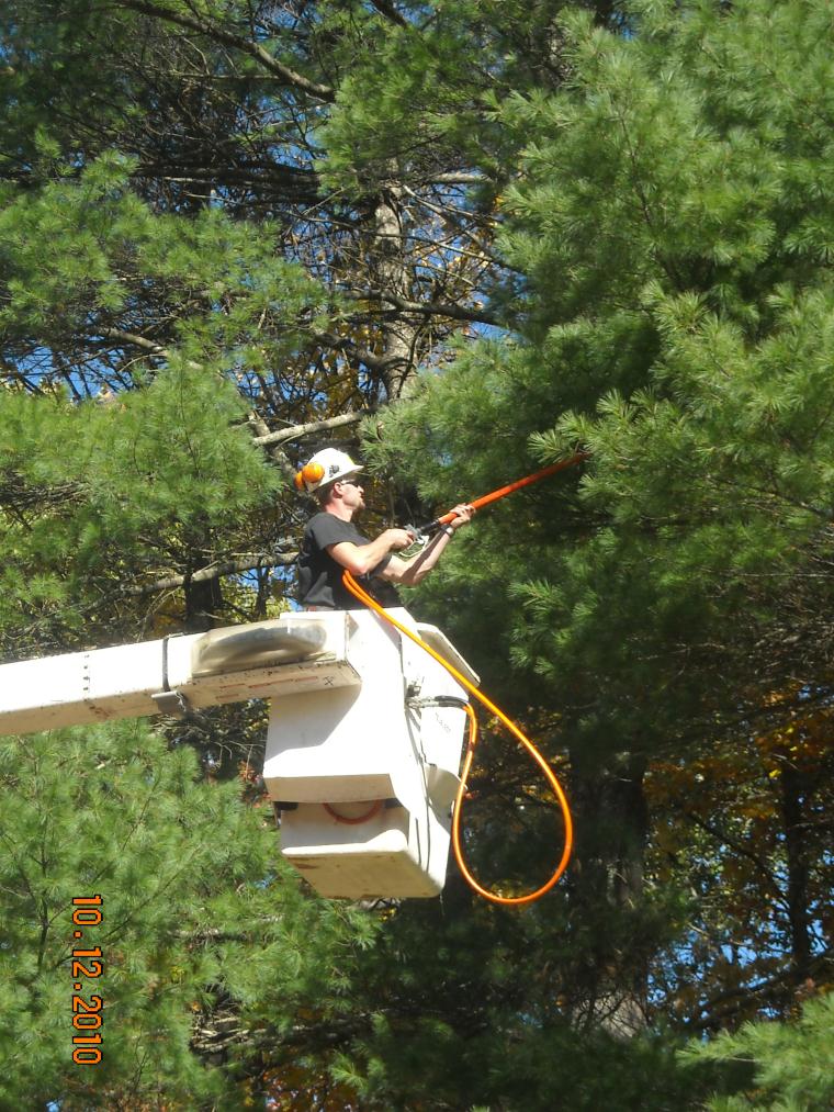 Tree Removal services 4