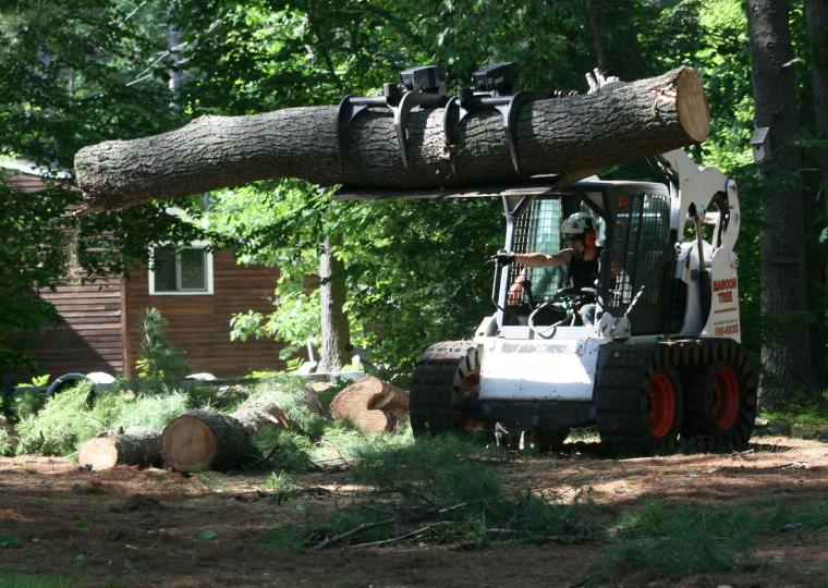 tree services 4