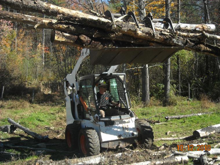 Tree Removal services 5