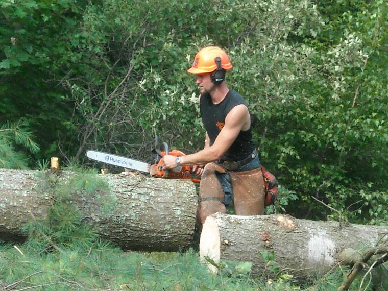 Tree Removal services 9