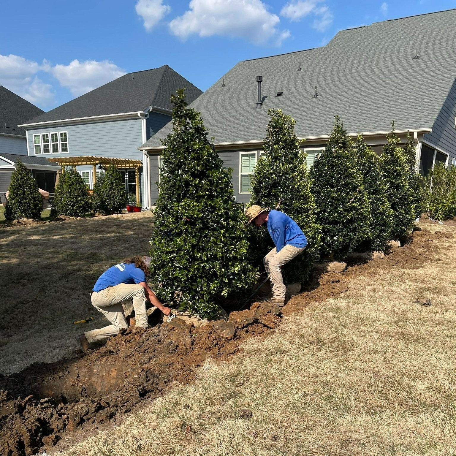 Two workers planting along a row of evergreen trees next to houses on a sunny day.