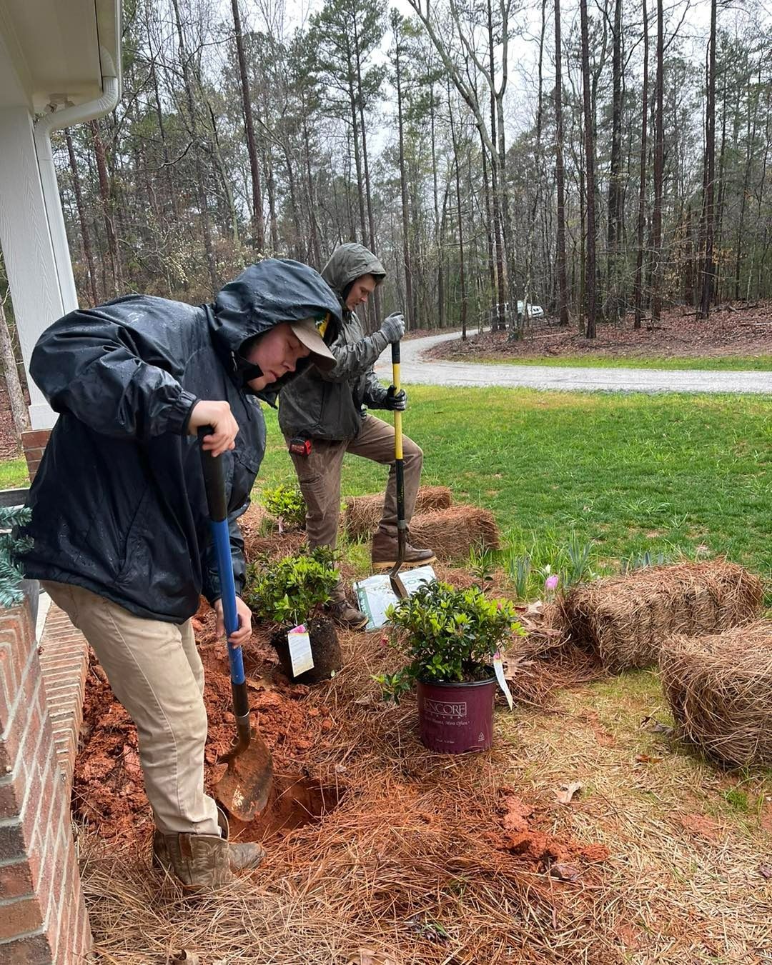 Two people planting shrubs in a yard under an overcast sky. One digs, the other holds a shovel.