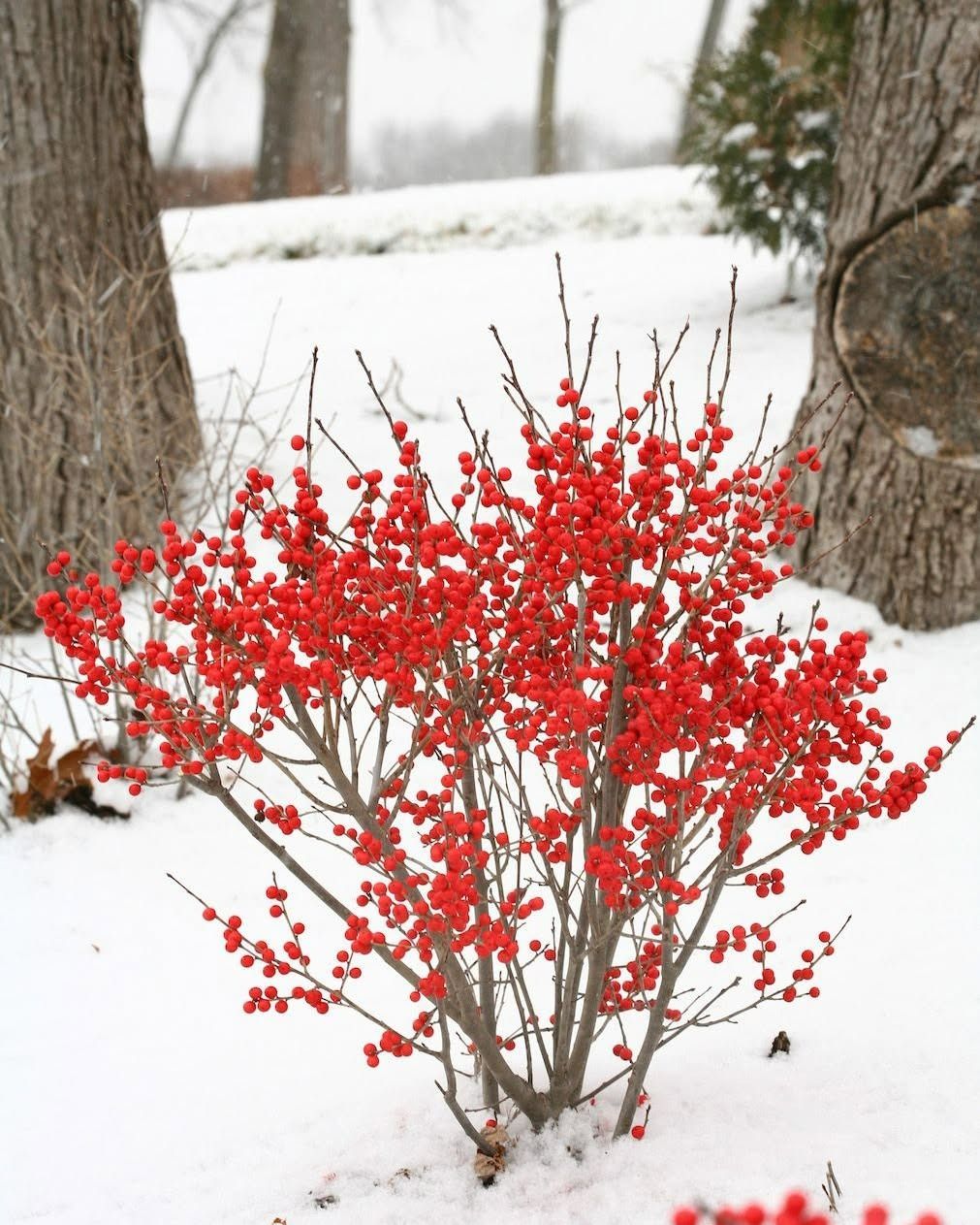 Red berries on a bare shrub covered in snow, winter outdoor setting.