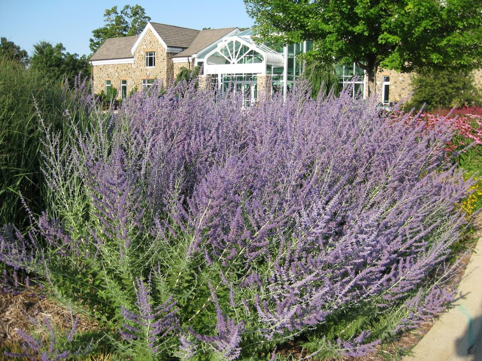 Bush of purple flowers in front of a building with a glass entrance.