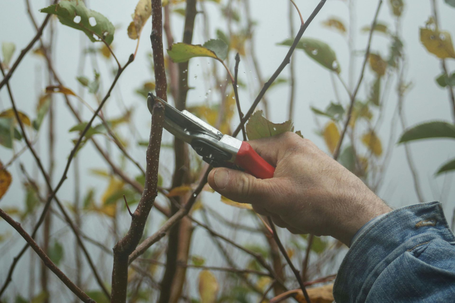 Hand pruning a tree branch with red-handled shears.