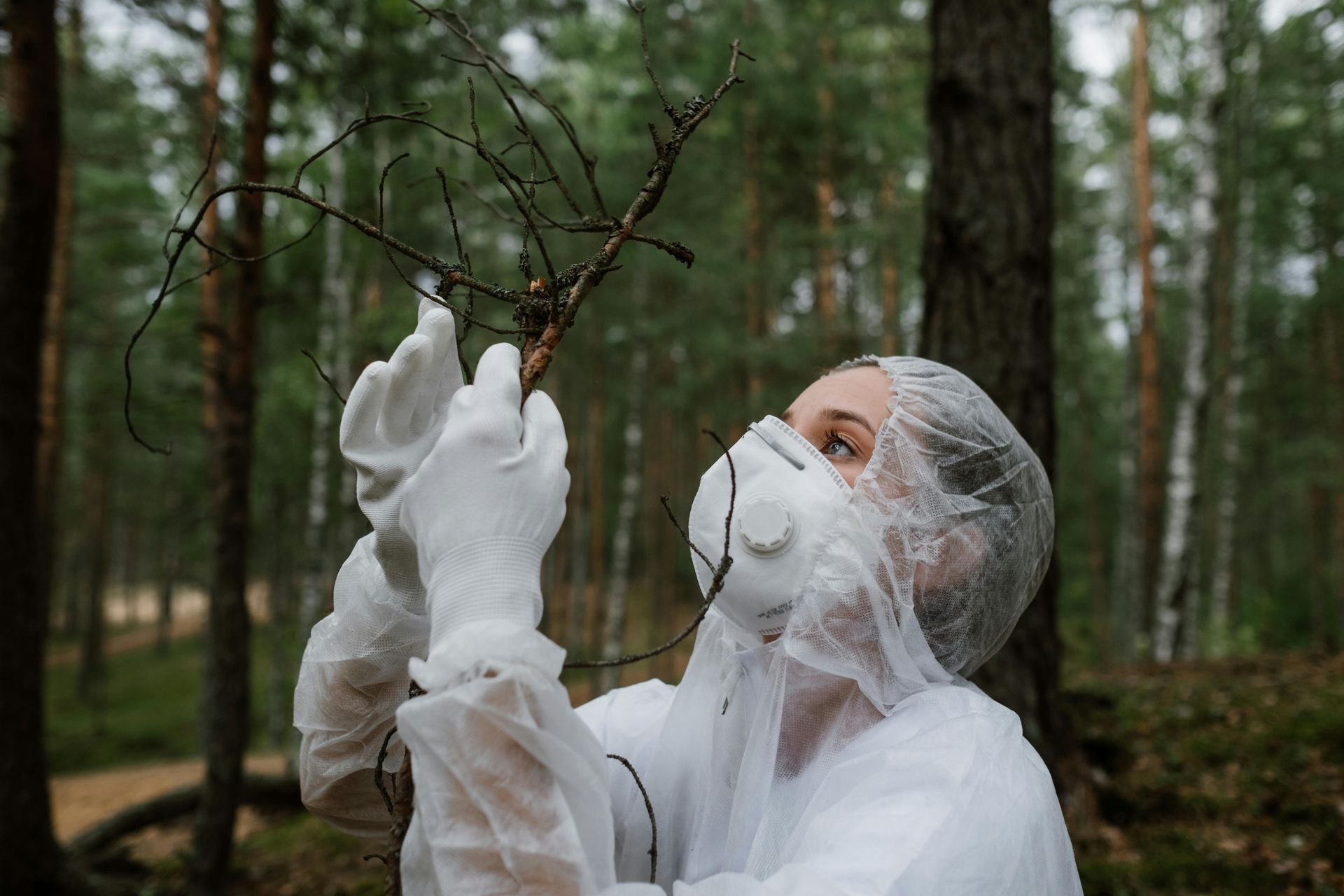 Person in protective gear examines a branch in a forest, likely for environmental analysis.
