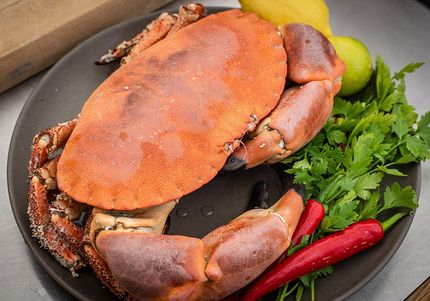 Salcombe Crabfest