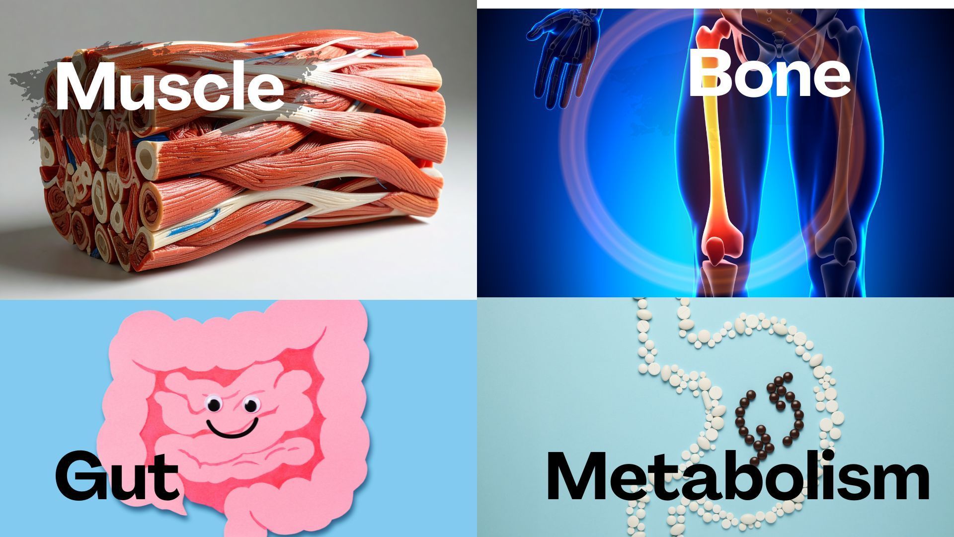 Four image collage: muscle tissue, bone with leg, pink smiling gut, metabolism symbol.
