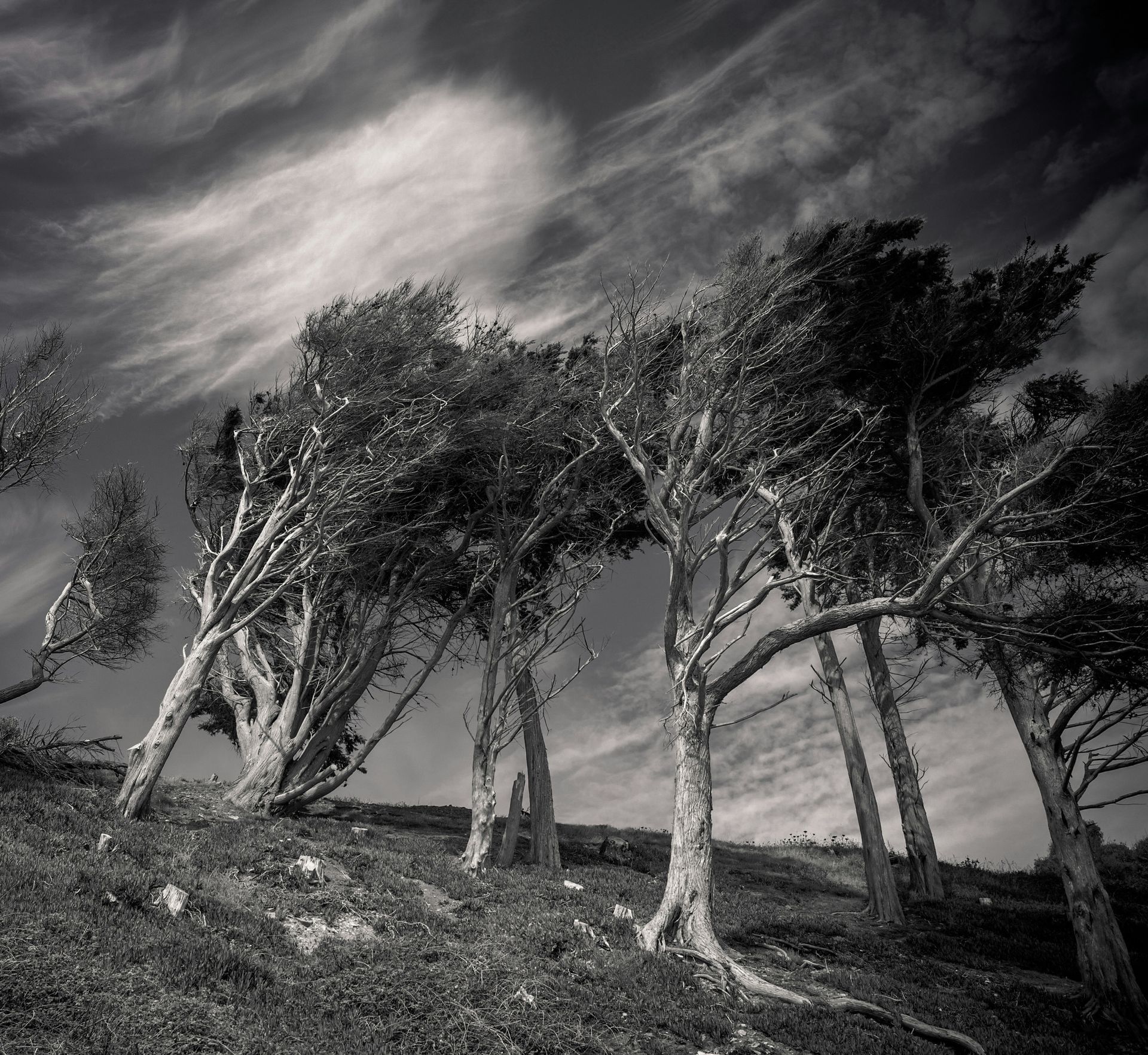 Wind-swept trees on a hillside against a cloudy sky, monochrome.
