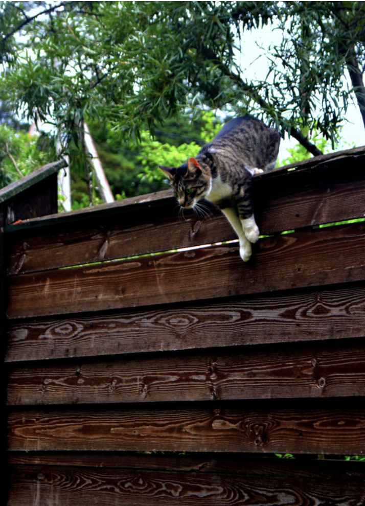 Playful cat climbing over wooden horizontal fencing in Wakefield.