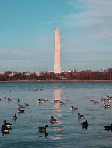 Ducks are swimming in a lake with a washington monument in the background.