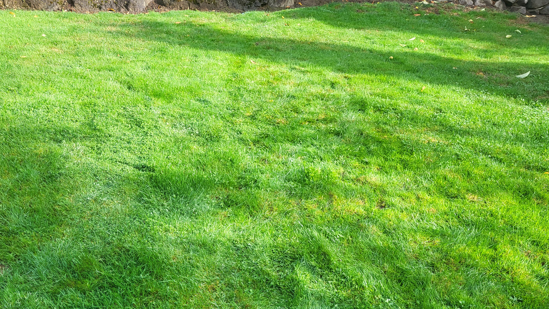 Seeded Lawn