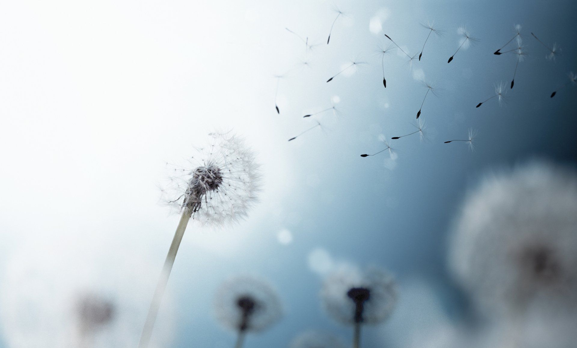 Affissioni e stampe funebri