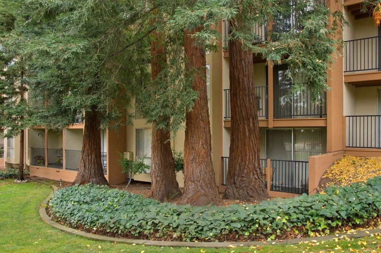 Large trees in front of an apartment building, with green ivy at the base of the trees and small balconies.