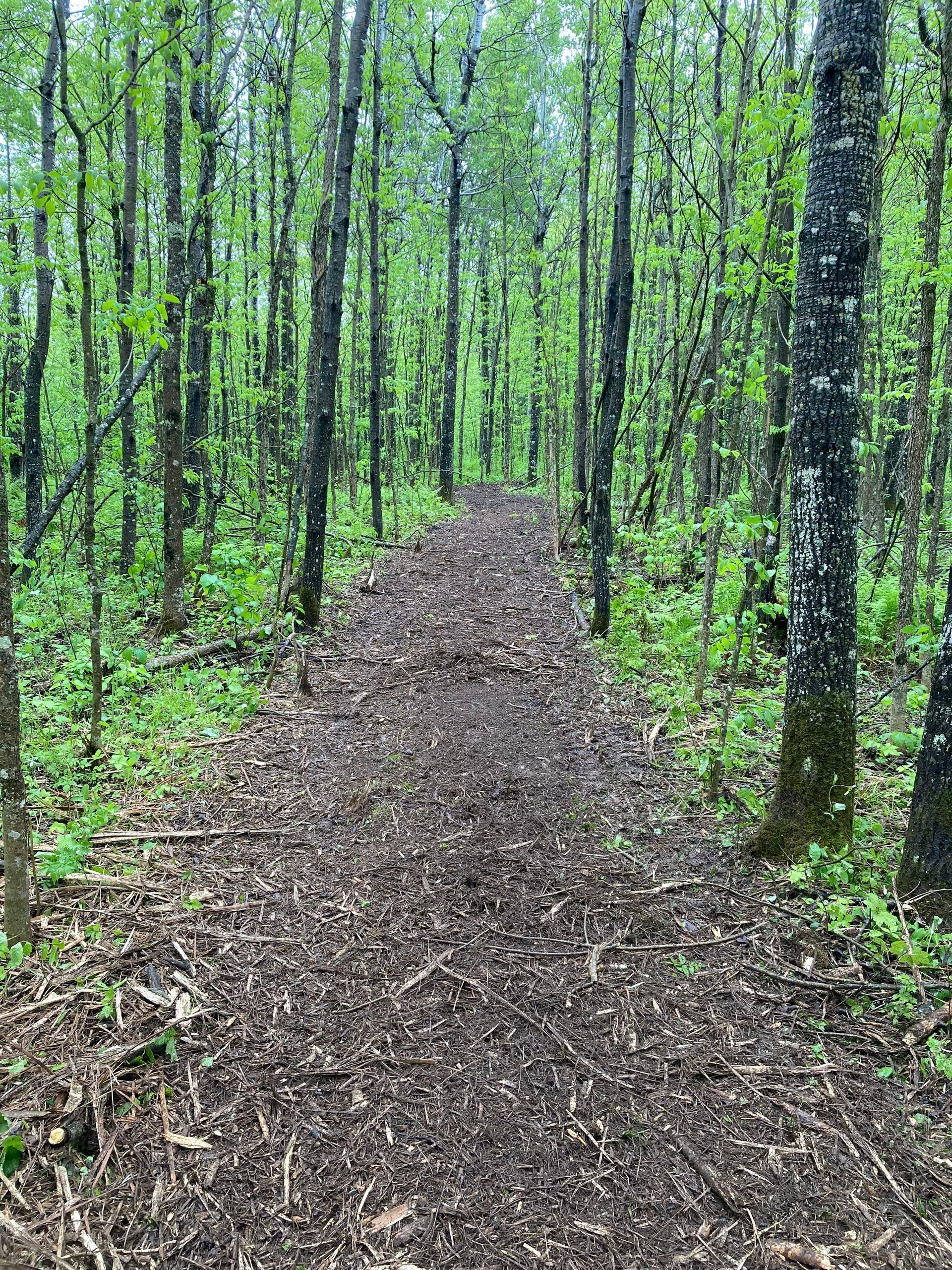 A dirt road in the middle of a snowy forest.