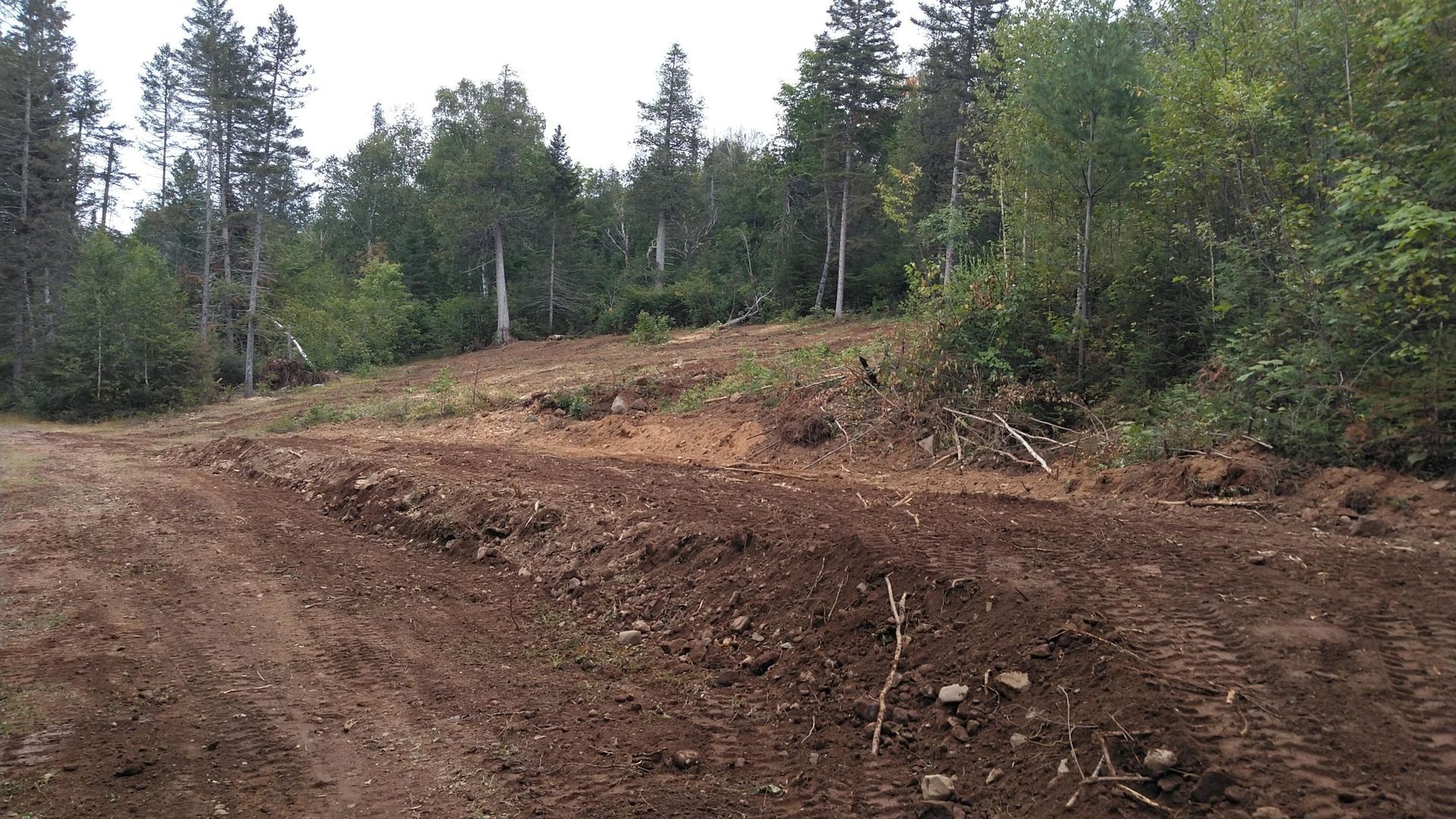 A dirt road in the middle of a forest with trees in the background.