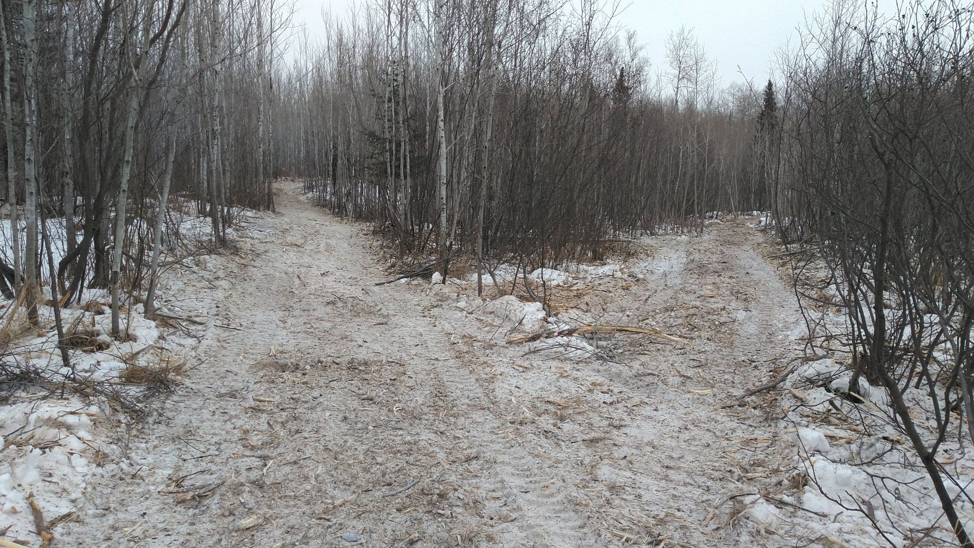 A dirt road in the middle of a snowy forest.