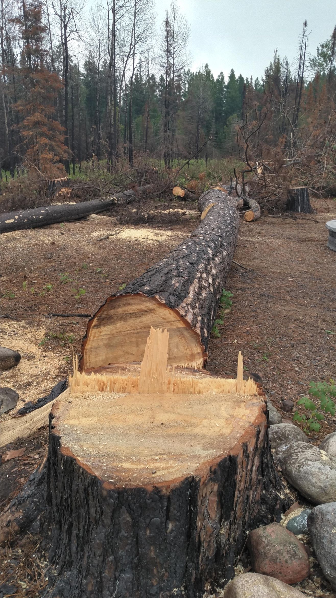 A tractor is cutting down a tree in the woods.