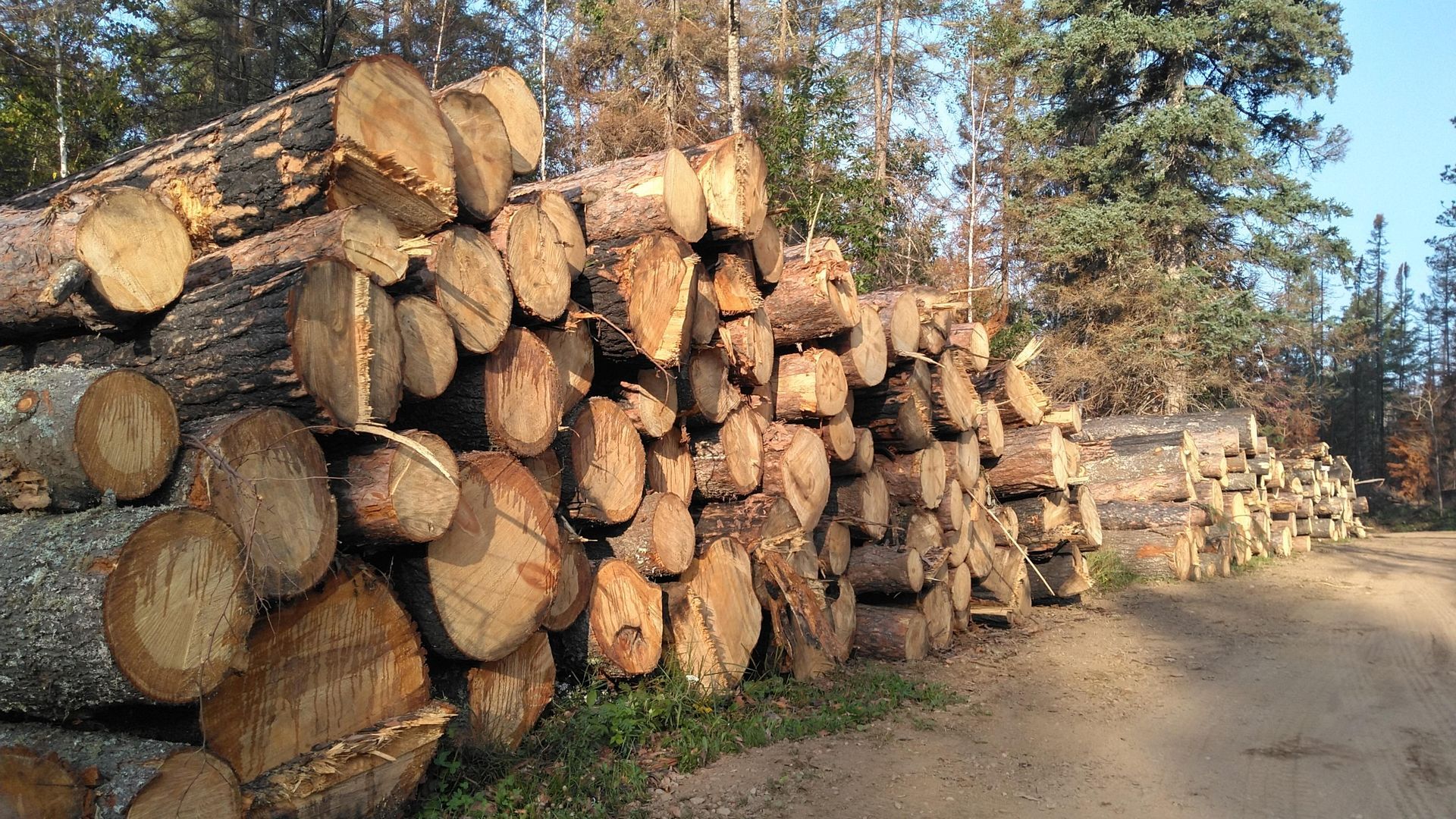 A tractor is cutting down a tree in the woods.