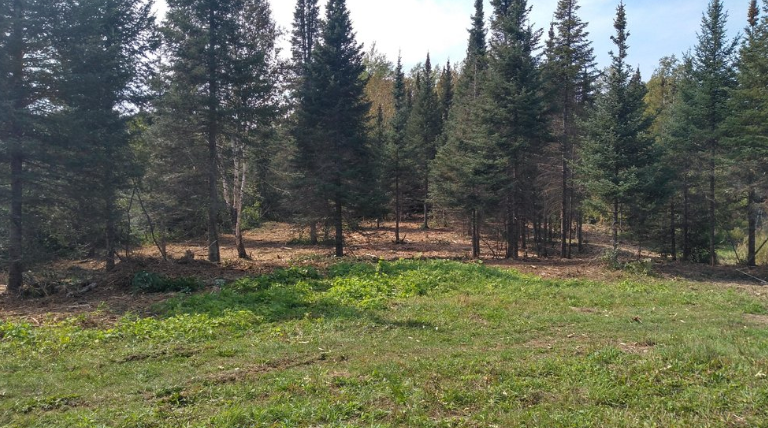 A field with trees in the background and a grassy area in the foreground.