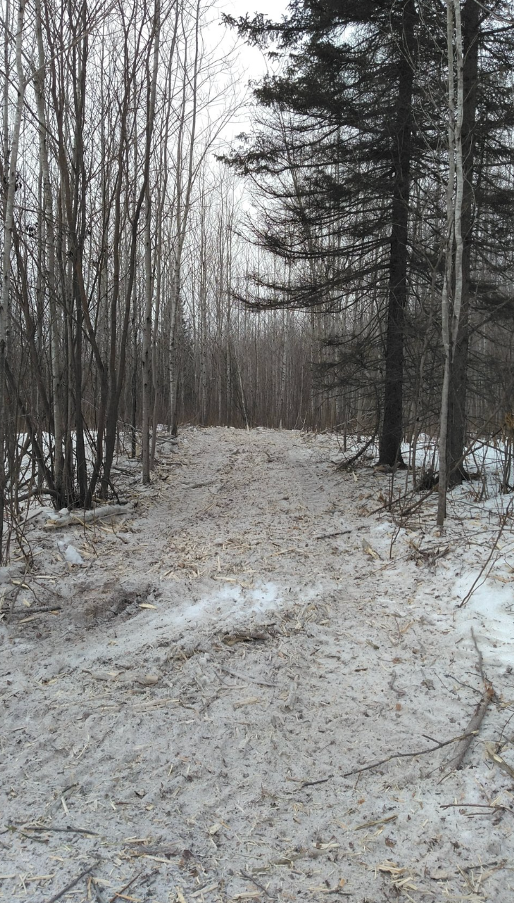 A dirt road in the middle of a snowy forest
