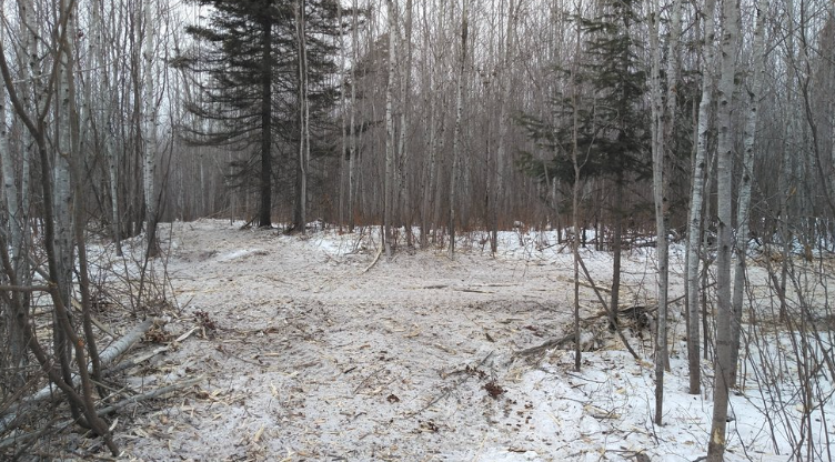 A snowy forest with trees covered in snow and a dirt path.
