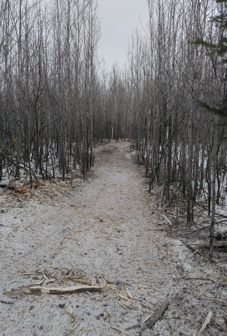 A dirt path in the middle of a snowy forest.