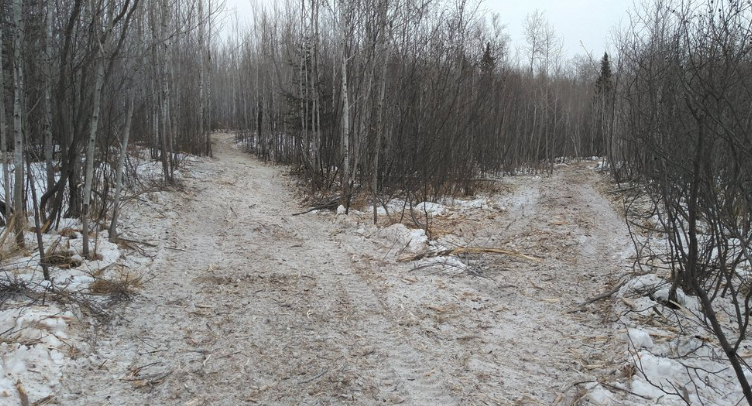A dirt road in the middle of a snowy forest.