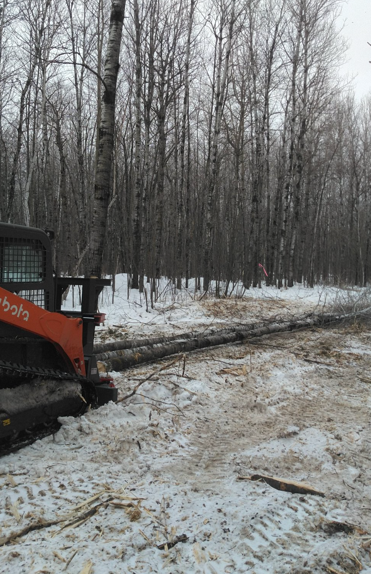 A bulldozer is cutting a tree in the snow in the woods.