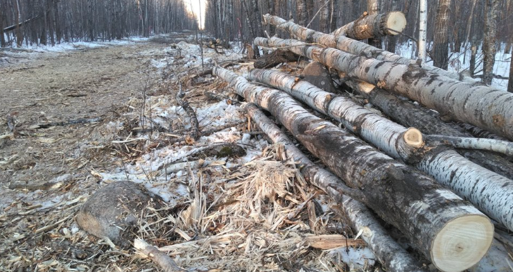 A pile of logs in the middle of a forest.