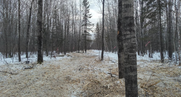 A snowy forest with trees and a dirt road in the middle.